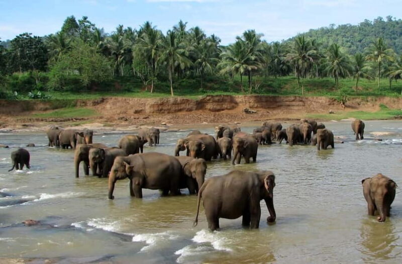 Negombo: Kandy and Pinnawala Elephant Orphanage Day Tour - The Itinerary Breakdown: What You’ll Experience