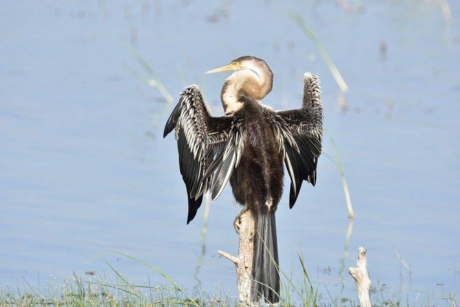 Negombo Lagoon Boat Safari From Negombo - Who This Tour Is Best For