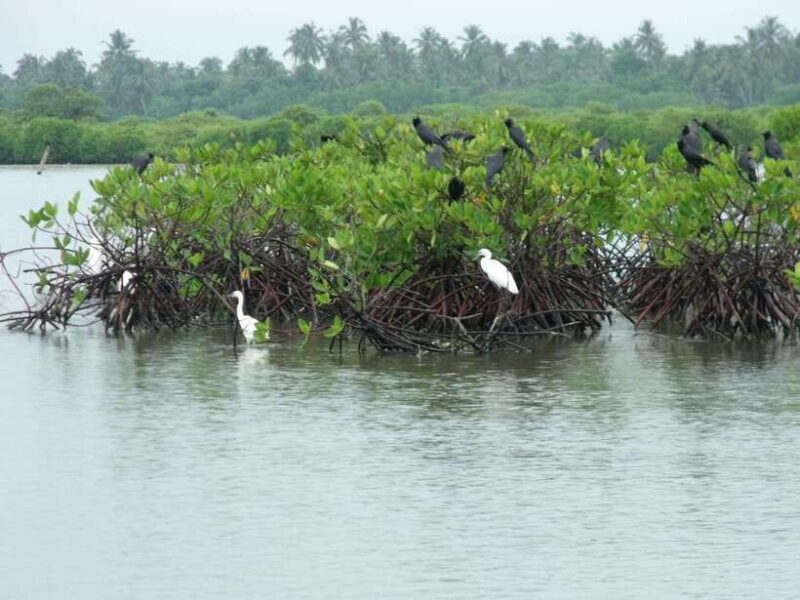 Negombo Lagoon (Mangrove ) Boat Excursion - Key Points