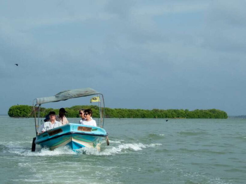 Negombo Lagoon (Mangrove ) Boat Excursion - An In-Depth Look at the Tour Experience