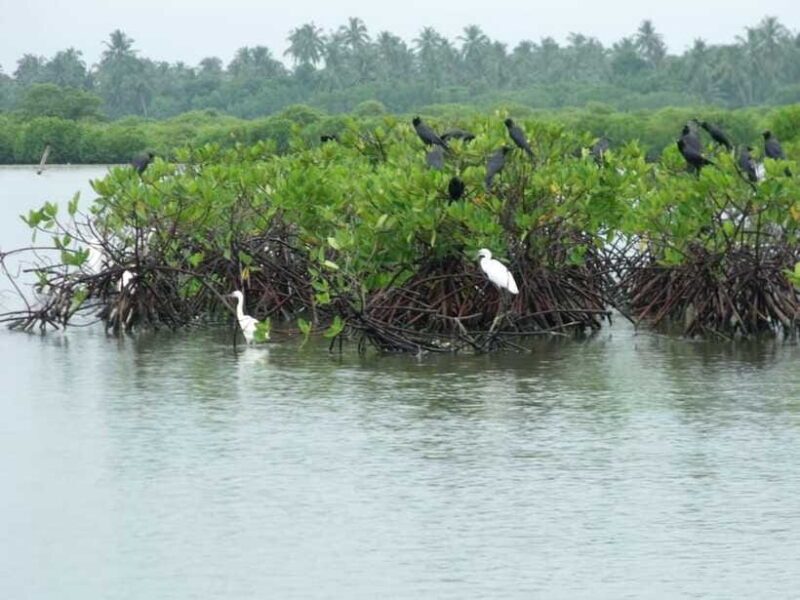 Negombo Lagoon (Mangrove ) Boat Excursion - Who Will Love This Tour?