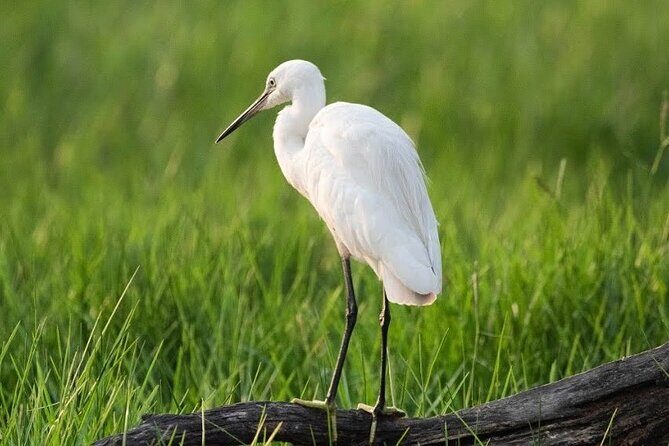 Negombo Lagoon & Muthurjawela Bird Watching Boat Tour - Overview of the Boat Tour Experience