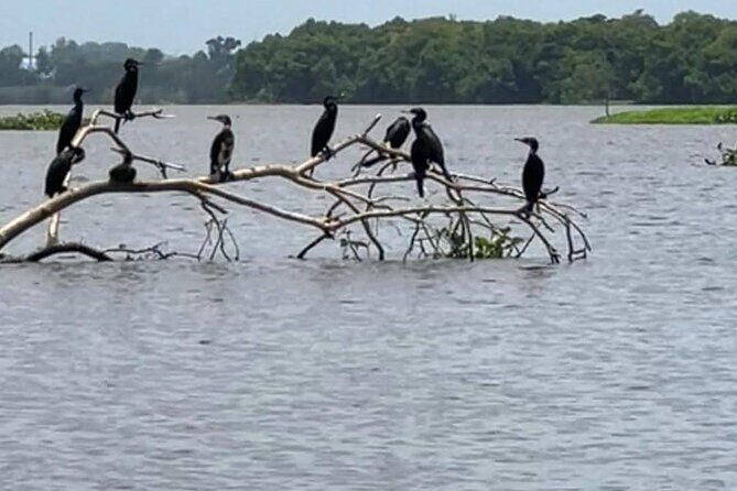 Negombo Lagoon & Muthurjawela Bird Watching Boat Tour - FAQs