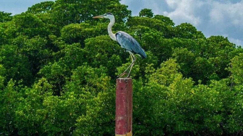 Negombo Private Tour: Market, Temples & Canal - Frequently Asked Questions