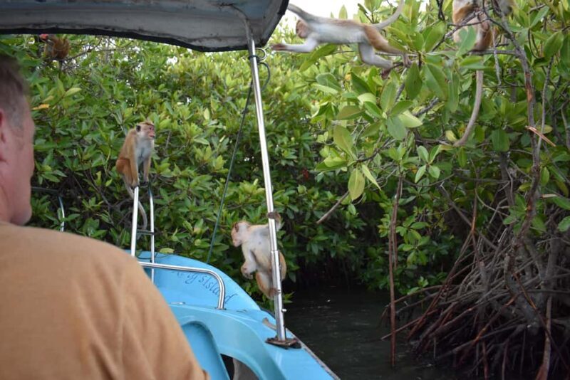 Negombo: Sunset lagoon boat tour with hotel transfers - Authenticity and Value