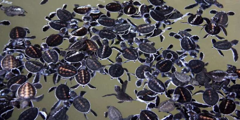 Negombo: Turtle hatchery, River safari, moon stone & Galle - Authenticity and Value