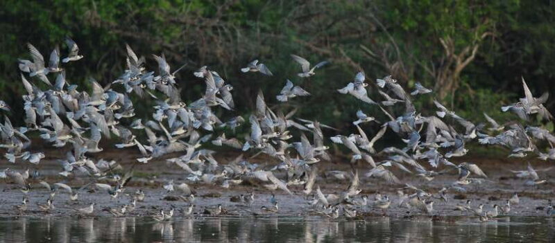 Negombo:Dutch Canal, Lagoon, Muthurajawela Private Boat Tour - Key Points