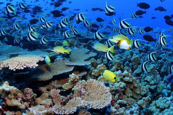 Negril Glass Bottom Boat Tour Snorkeling and Booby Cay - A Closer Look at the Itinerary and Experience
