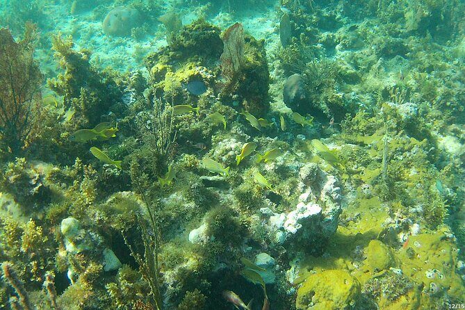 Negril Glass Bottom Boat Tour Snorkeling and Booby Cay - Authentic Experiences and Guest Insights