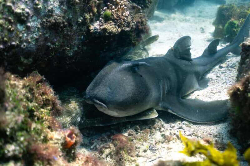 Nelson Bay: Marine Discovery Cruise with Snorkeling - Analyzing the Value