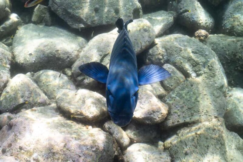 Nelson Bay: Marine Discovery Cruise with Snorkeling - Who Should Consider This Tour?