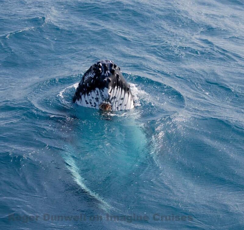 Nelson Bay: Whale and Dolphin Watching Catamaran Cruise - Key Points