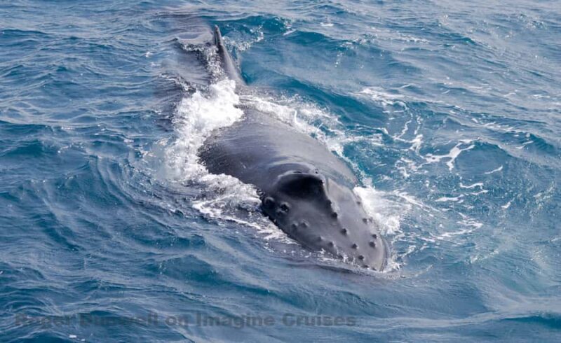 Nelson Bay: Whale and Dolphin Watching Catamaran Cruise - An In-Depth Look at the Nelson Bay Whale and Dolphin Cruise