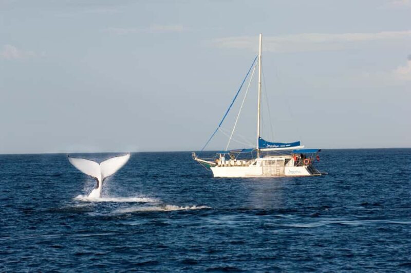 Nelson Bay: Whale and Dolphin Watching Catamaran Cruise - Frequently Asked Questions