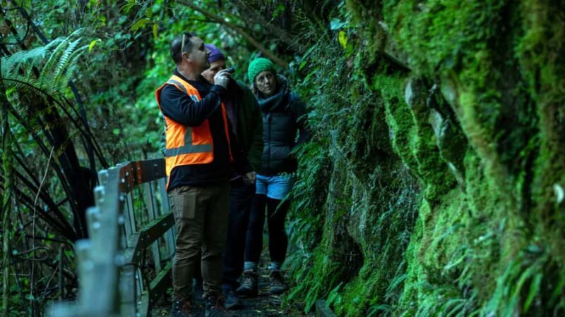 Nelson: Brook Waimrama Sanctuary Guided Night Walk - An Immersive Nighttime Experience in New Zealand’s Largest Eco-Sanctuary