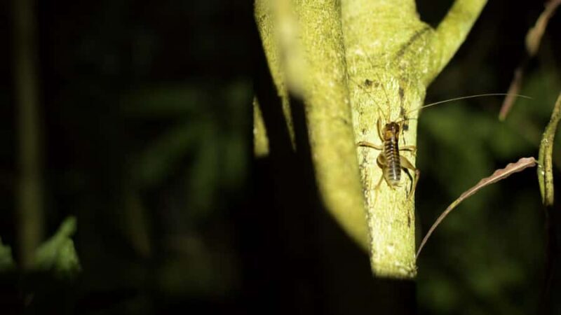 Nelson: Brook Waimrama Sanctuary Guided Night Walk - Final Thoughts
