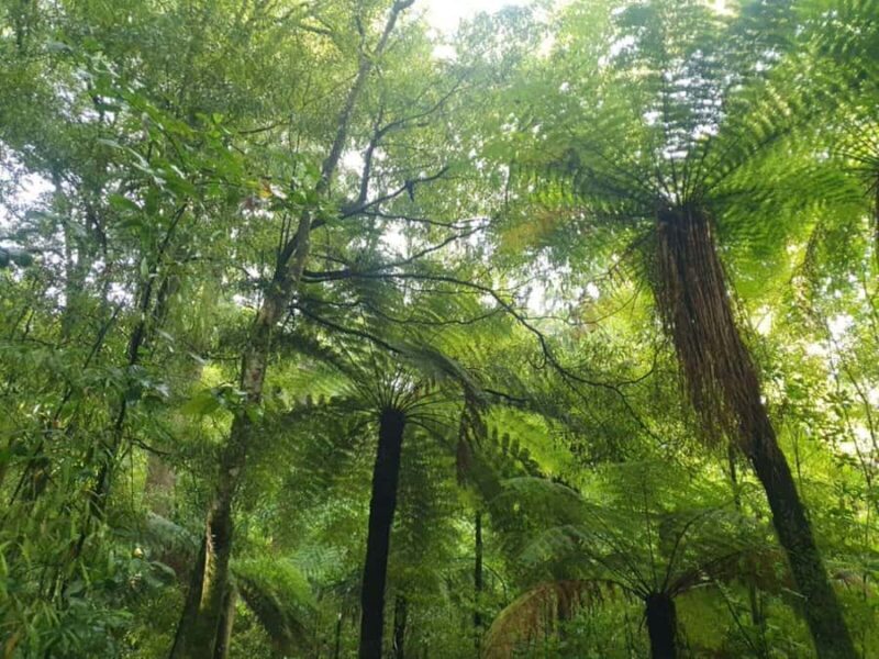 Nelson: Nelson Lakes National Park Day Trip with Lunch - Why This Tour Stands Out