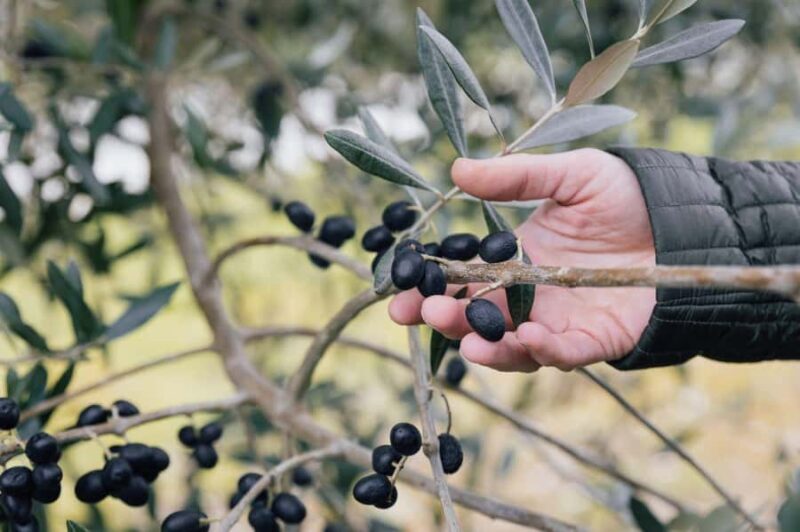 Nelson: Taste Tasman Food & Wine Tour with Lunch & Tastings - What Do Past Reviews Say?