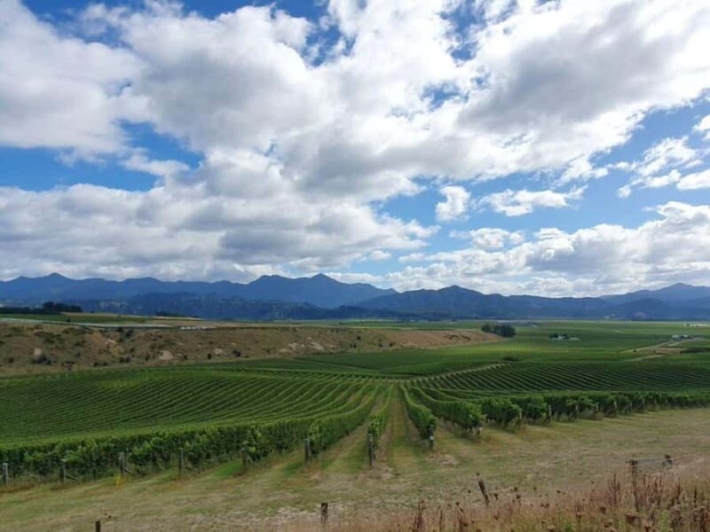 Nelson: Wine Tour with Tastings and Lunch - In Summary: Is It Worth It?