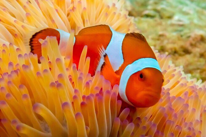 Nemo Island Experience with Drone Photos and Lunch - Snorkeling Highlights and Marine Life