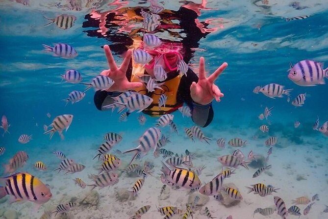 Nemo Island Experience with Drone Photos and Lunch - How the Tour Runs: Logistics and Comfort