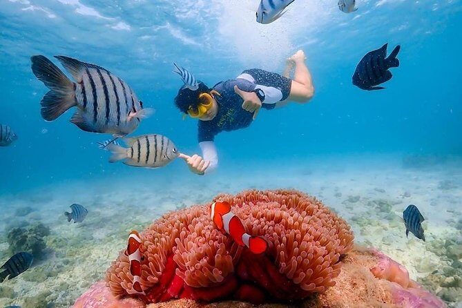 Nemo Island Experience with Drone Photos and Lunch - What Travelers Say