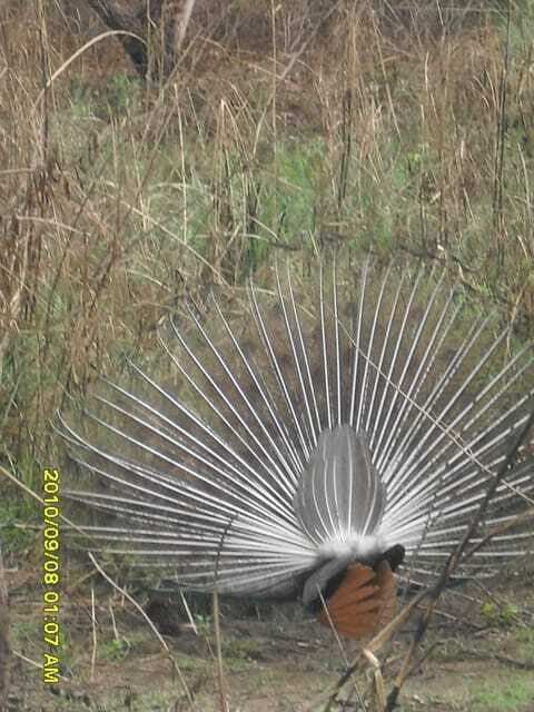 Nepal: Kathmandu and Chitwan National Park Tour - River Canoeing and Elephant Experiences