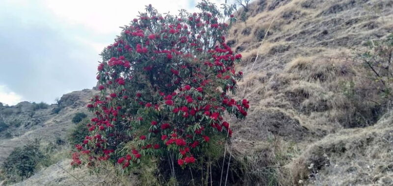 Nepal: Khopra Ridge Trek - Value for Money
