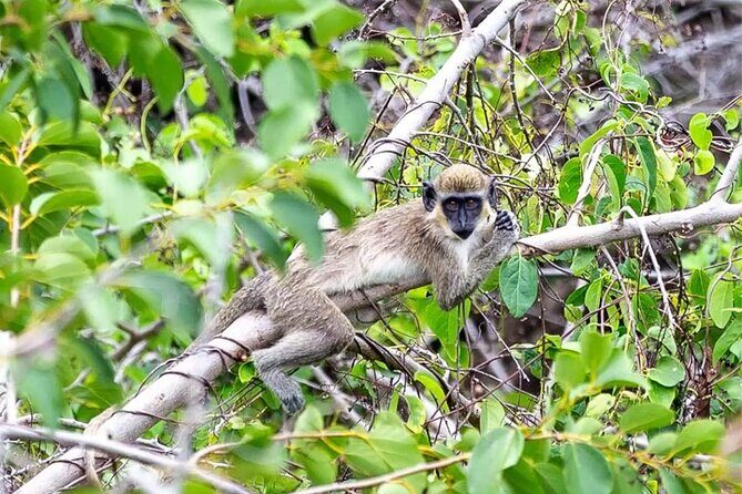 Nevis Historical Walking Tour - Who Might Want More?