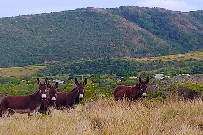 Nevis Historical Walking Tour - FAQ