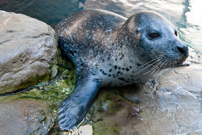 New England Aquarium Admission Ticket in Boston - Practical Tips for Visiting