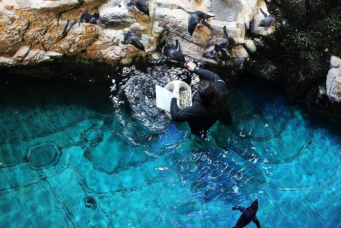 New England Aquarium Admission Ticket in Boston - Why It’s Worth Your Time
