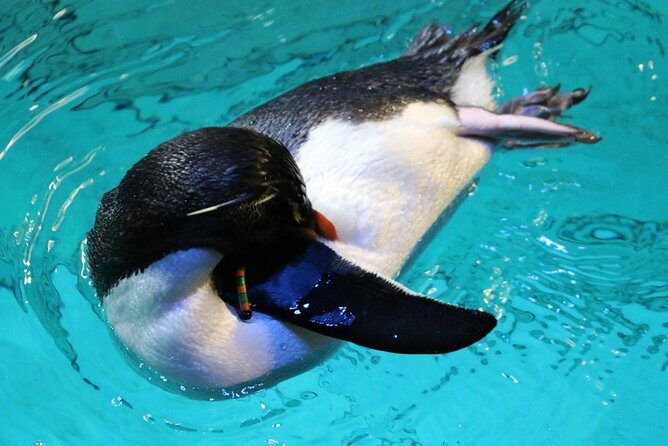 New England Aquarium Admission Ticket in Boston - The Sum Up