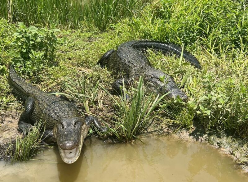 New Orleans: 16 Passenger Airboat Swamp Tour - Key Points: