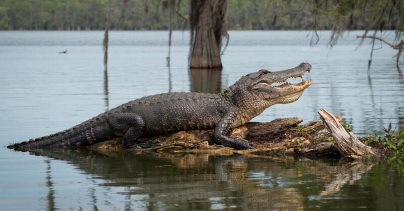 New Orleans: 16 Passenger Airboat Swamp Tour - Discovering the Louisiana Bayou by Airboat
