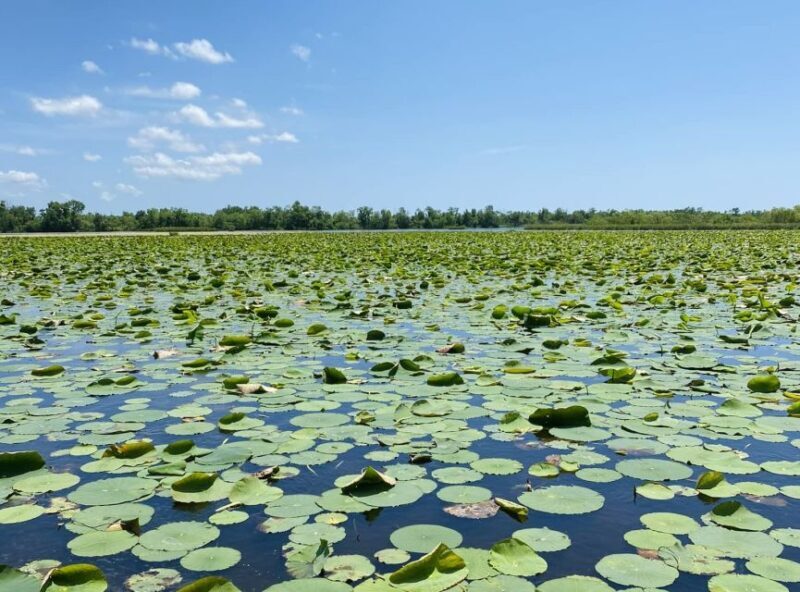 New Orleans: 16 Passenger Airboat Swamp Tour - Authenticity and Local Charm