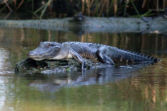 New Orleans Airboat Ride - Who Should Consider This Tour?