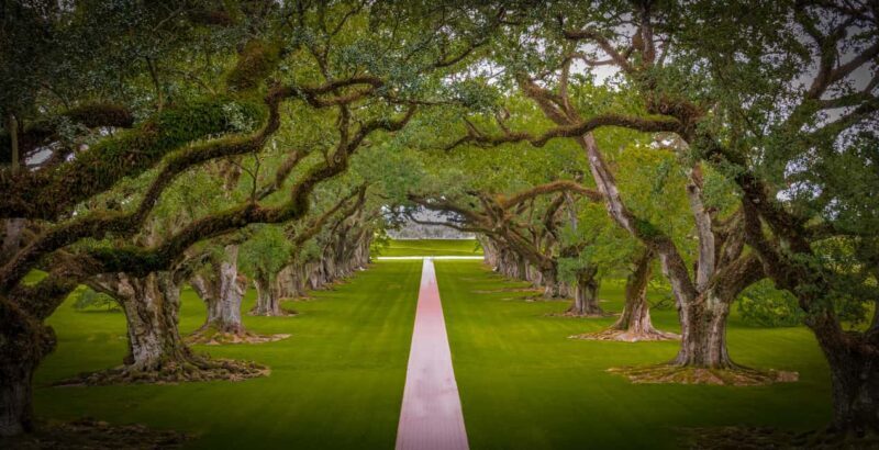 New Orleans: Bayou Swamp Tour and Oak Alley Plantation Tour - An In-Depth Look at the Tour Experience