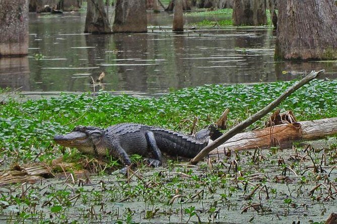 New Orleans City/Cemetery and Swamp Full-Day Tour - FAQs