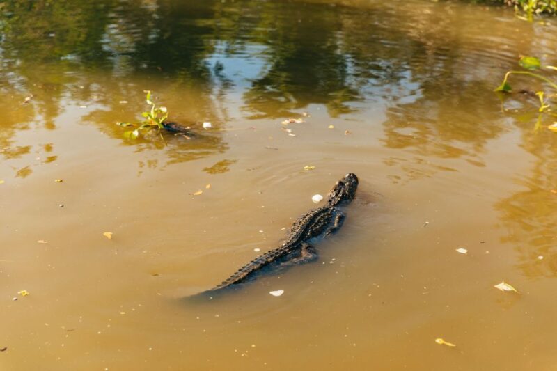 New Orleans: Guided Swamp Cruise by Tour Boat - Introduction: A Scenic Escape from the French Quarter