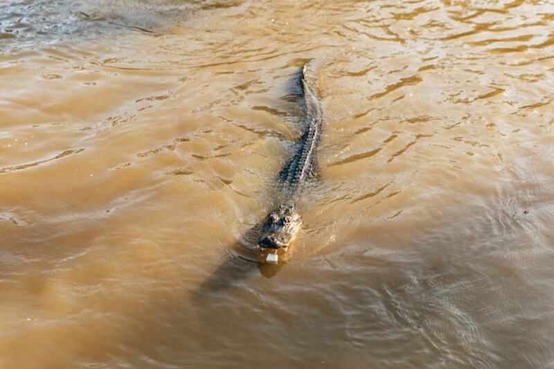 New Orleans: Guided Swamp Cruise by Tour Boat - The Value of the Experience