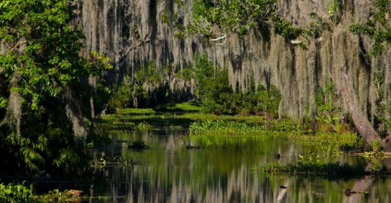 New Orleans: High Speed 16 Passenger Airboat Ride - An In-Depth Look at the Airboat Adventure