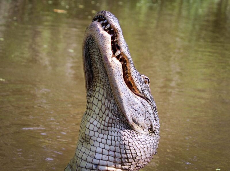 New Orleans: High Speed 16 Passenger Airboat Ride - Analyzing the Value