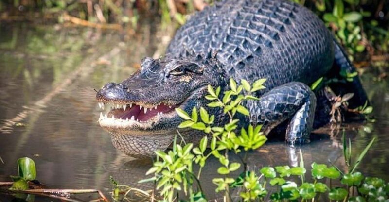 New Orleans: Honey Island Swamp and Bayou Boat Tour - Key Points