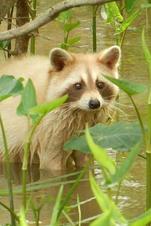 New Orleans: Honey Island Swamp and Bayou Boat Tour - A Deep Dive into the Honey Island Swamp Tour