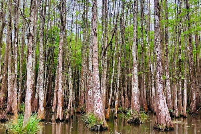 New Orleans: Honey Island Swamp and Bayou Boat Tour - Frequently Asked Questions