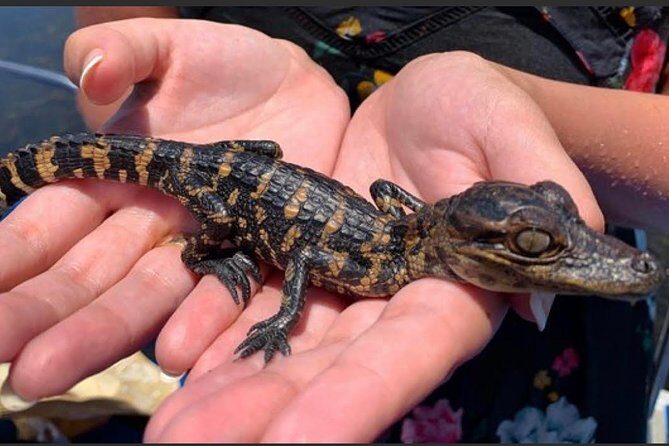 New Orleans Large Airboat Swamp Tour - FAQ