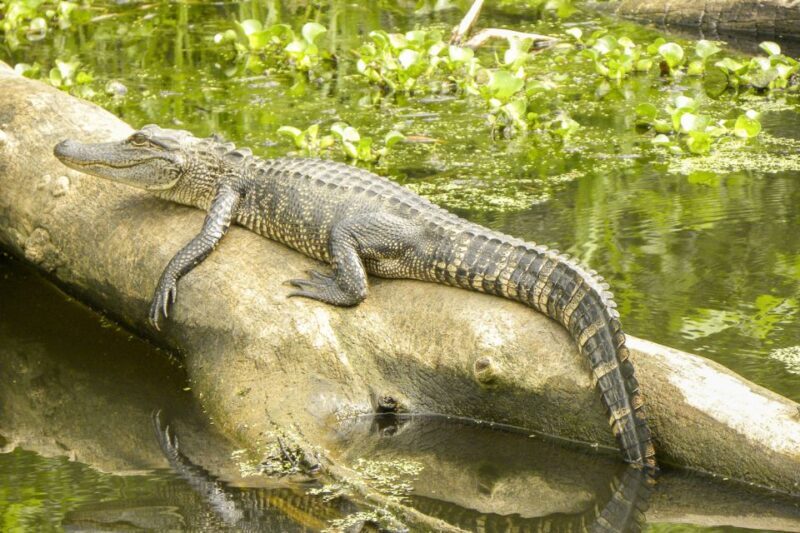 New Orleans Manchac Bayou Swamp Cruise W/ Optional Pick-Up - The Value Proposition