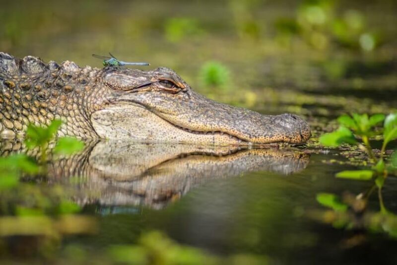 New Orleans: Manchac Magic Kayak Swamp Tour - Exploring the Manchac Swamp: What to Expect on the Tour