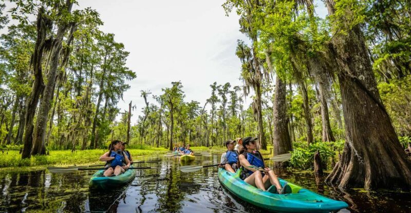 New Orleans: Manchac Magic Kayak Swamp Tour - Authentic Encounters and Guest Feedback